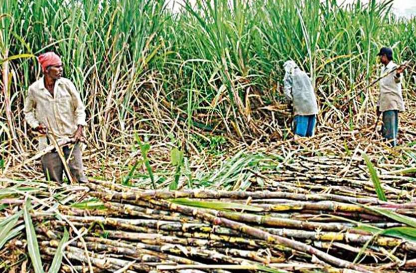 ganna.jpg चीनी मिलों पर गन्ना किसानों का 1364 करोड़ बकाया, दो सप्ताह में भुगतान के दावे हवा