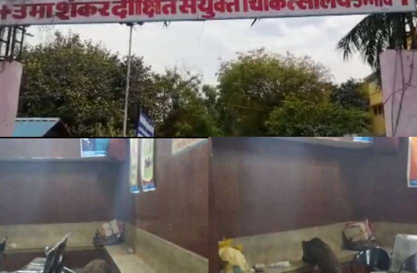 जिला अस्पताल में तीमारदारों के बीच सूअर और कुत्ते, सीएमओ ने कहा सीएमएस की जिम्मेदारी जिला अस्पताल में तीमारदारों के बीच सूअर और कुत्ते, सीएमओ ने कहा सीएमएस की जिम्मेदारी
