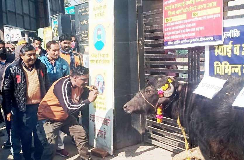 श्रीगंगानगर में भैंस के आगे बीन बजा जताया विरोध श्रीगंगानगर में भैंस के आगे बीन बजा जताया विरोध