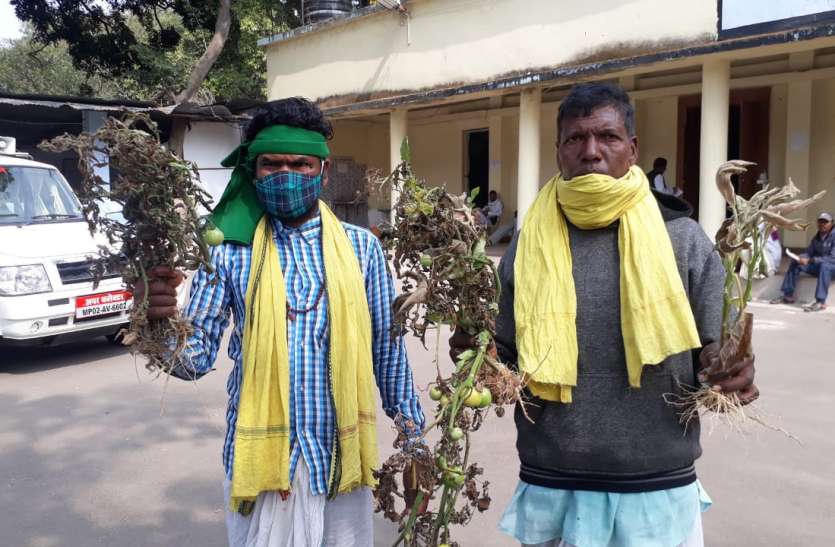 पाला से दलहनी व उद्यानिकी फसल चौपट पाला से दलहनी व उद्यानिकी फसल चौपट