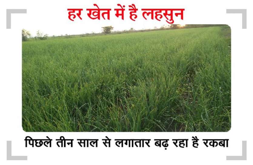 मांगरोल : गेहूं और सरसों का रकबा घटा, इस बार लहसुन किसानों का 'फेवरेट' मांगरोल : गेहूं और सरसों का रकबा घटा, इस बार लहसुन किसानों का 'फेवरेट'
