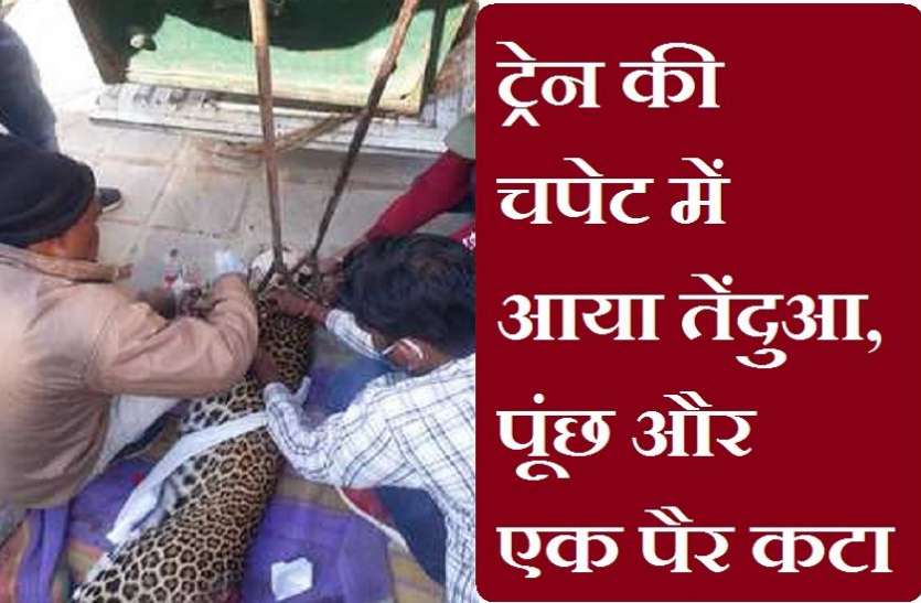 ट्रेन की चपेट में आया तेंदुआ, पूंछ और एक पैर कटा ट्रेन की चपेट में आया तेंदुआ, पूंछ और एक पैर कटा