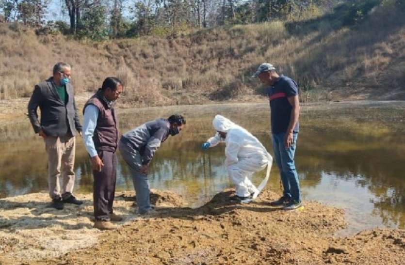 rewa बर्ड फ्लू की आशंका पर सफारी और चिडिय़ाघर के तालाबों के पानी के साथ पक्षियों का लिया सेंपल