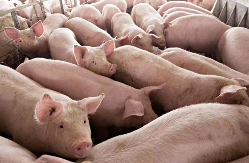 swine.jpg चीन में नई बीमारी ने दी दस्तक, स्वाइन फीवर के नए स्ट्रेन से 1000 Pigs हुए संक्रमित