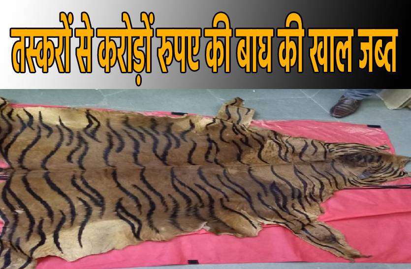 tiger_skin.jpg इंटरनेशनल बाजार में 2 करोड़ है बाघ की खाल की कीमत, 25 लाख में बेचने जा रहे थे तस्कर