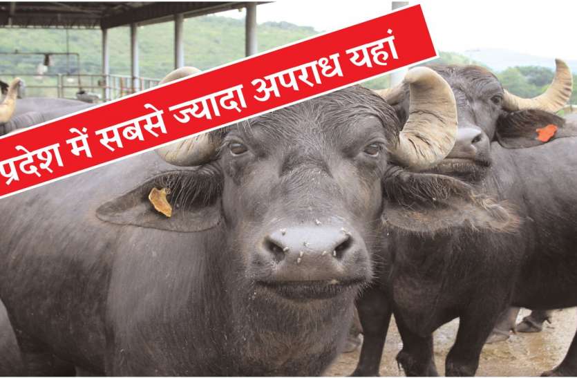 cms_image-2 अपराधियों के टारगेट पर बेजुबान, मवेशी चोरी में पहले पायदान पर अंचल