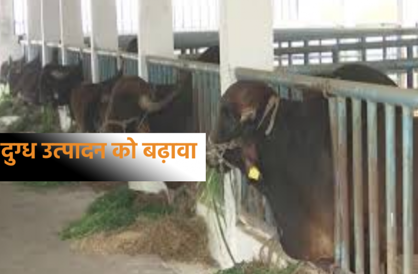दुग्ध उत्पादन बढ़ाने की कोशिश: आज प्रदेश के दूसरे सीमन स्टेशन का लोकार्पण करेंगे गृहमंत्री दुग्ध उत्पादन बढ़ाने की कोशिश: आज प्रदेश के दूसरे सीमन स्टेशन का लोकार्पण करेंगे गृहमंत्री