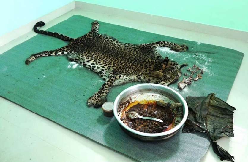 leopard.jpg 6 साल का तेंदुआ मारकर खा गए पांच लोग, नाखून और खाल बेचने का कर रहे थे जुगाड़
