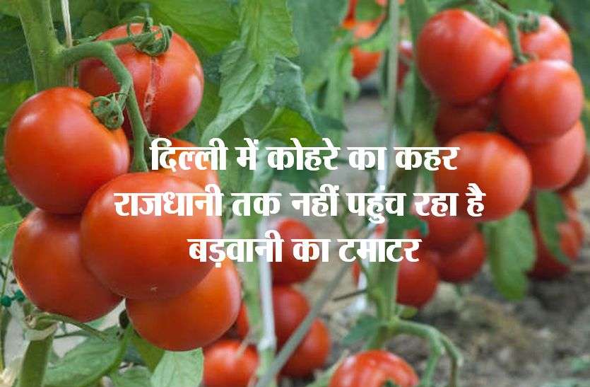 Barwani's tomatoes are not reaching Delhi कोहरे की वजह से दिल्ली तक नहीं पहुंच रहा है बड़वानी जिले का टमाटर