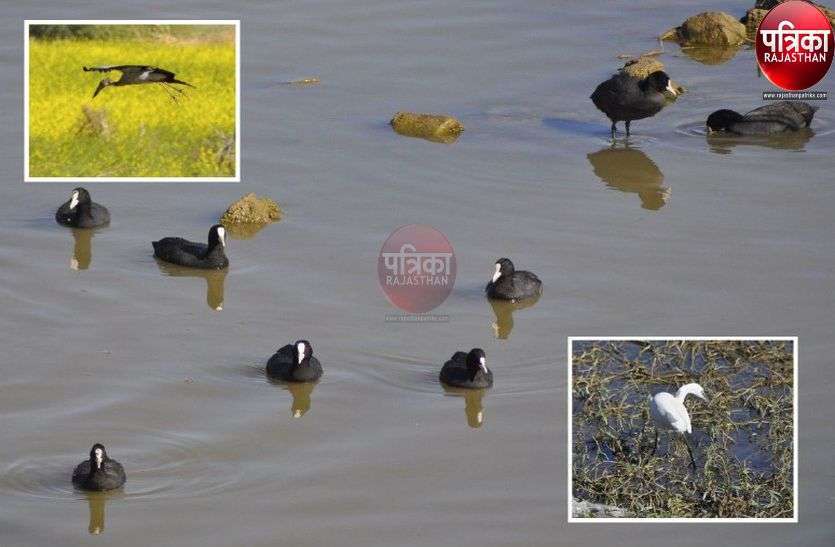 Waterfowl bird flu pali patrika Rajasthan Patrika Waterfowl bird flu pali patrika Rajasthan Patrika