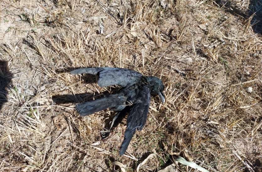 2 more birds killed, 71 dead so far 2 और पक्षियों की मौत, अब तक कुल 71 मरे