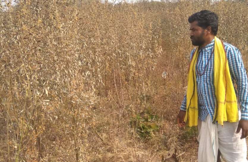 Winds from the northwest are scorching crop उत्तर पश्चिम से चल रही हवाएं झुलसा रहीं फसल को