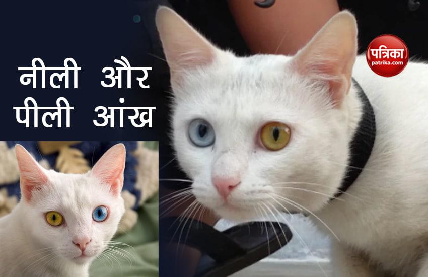 Rare Species Cat Found In Mp One Eye Blue And Other Yellow द र लभ प रज त क ब ल ल एक आ ख न ल और द सर प ल क मत ज नकर च क ज ए ग Patrika News