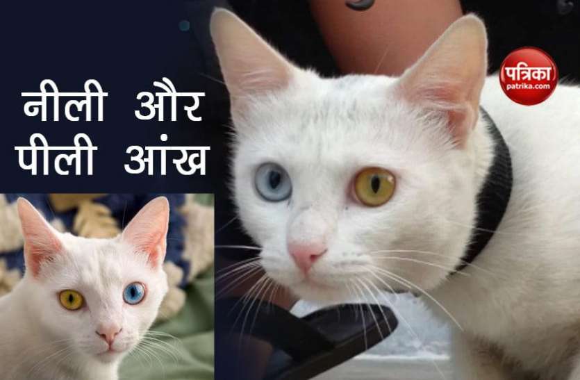 rare species cat दुर्लभ प्रजाति की बिल्ली, एक आंख नीली और दूसरी पीली, कीमत जानकर चौंक जाएंगे