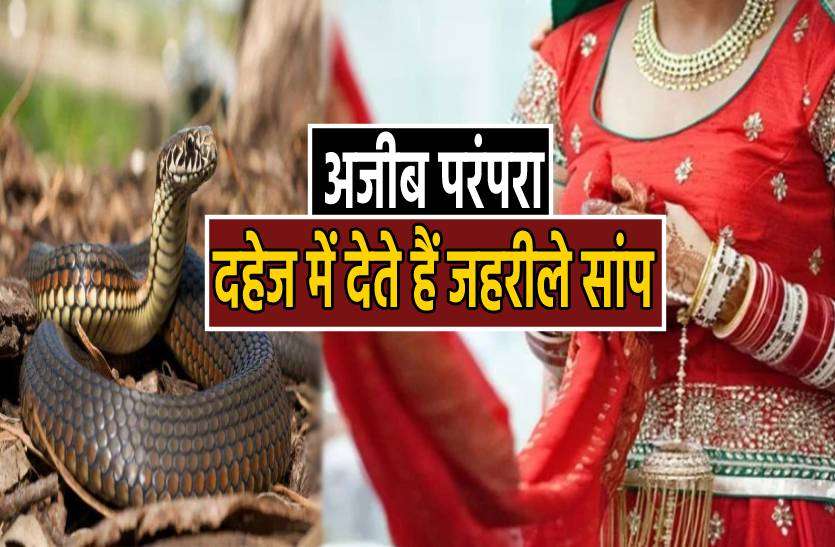 snake.jpg अजीब परंपरा : बेटी की शादी से पहले पिता को पकड़ने पड़ते हैं 21 जहरीले सांप