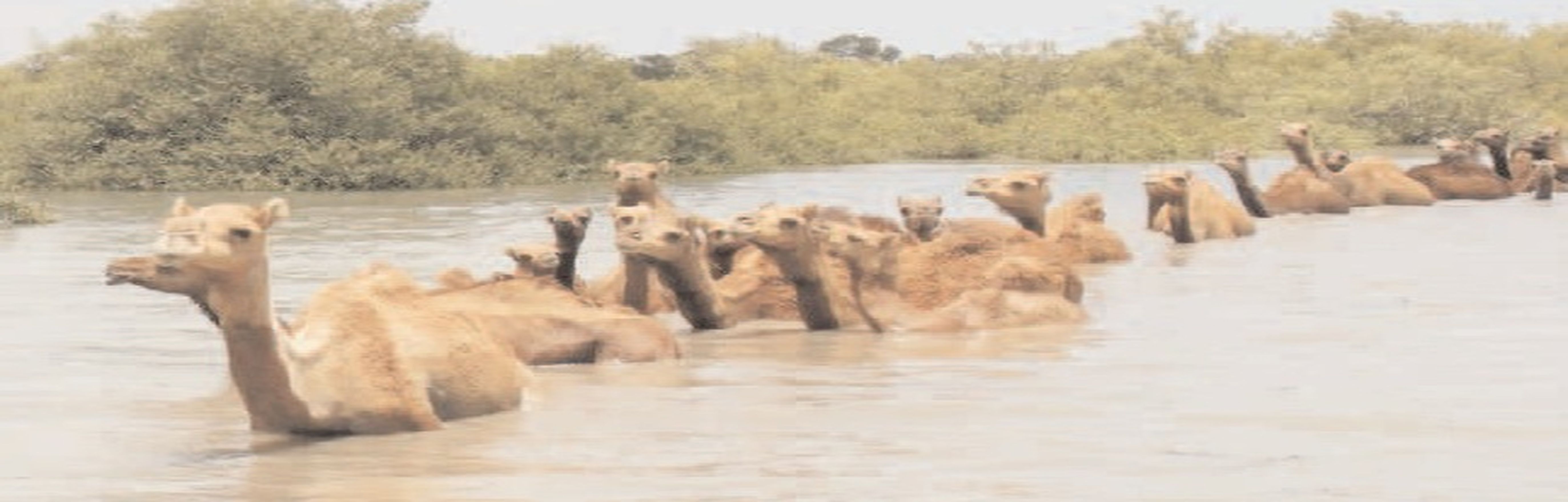 Kharai camel of Kutch also floats easily in the sea | समुद्र में आसानी