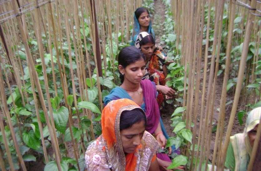 कम तापमान व कोहरे से लबों की शान की खेती में हो रहा नुकसान कम तापमान व कोहरे से लबों की शान की खेती में हो रहा नुकसान