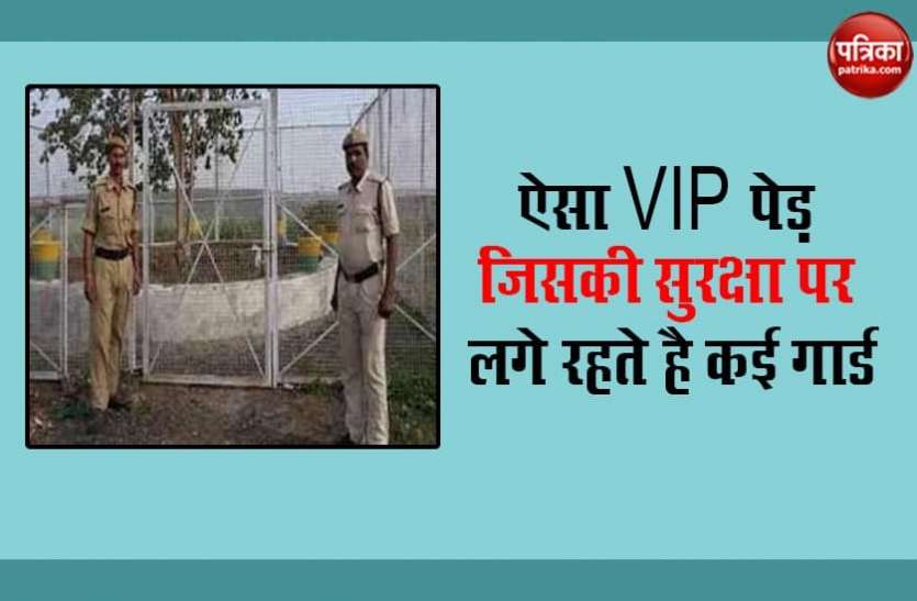 built in Unique Tree OMG! देश का ऐसा VIP पेड़, जिसकी सुरक्षा पर लगे रहते है कई गार्ड,खर्च होते हैं लाखों रुपए