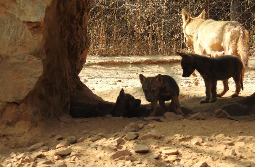 Nahargarh Bio park : दो वुल्फ के जोड़े से 10 नए वुल्फ शावकों का हुआ जन्म Nahargarh Bio park : दो वुल्फ के जोड़े से 10 नए वुल्फ शावकों का हुआ जन्म