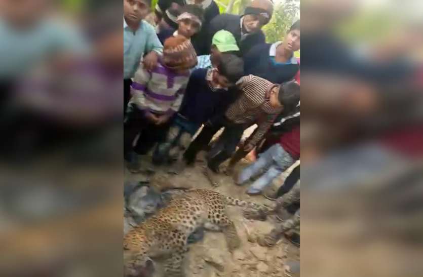 bijnor.jpg दो बच्चों पर गुलदार ने किया हमला, लोगों ने पीट-पीटकर कर दी हत्या