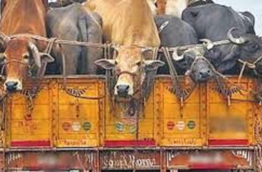 गौ तस्करी मामले में टीएमसी नेता विनय मिश्रा के खिलाफ गिरफ्तारी वारंट जारी गौ तस्करी मामले में टीएमसी नेता विनय मिश्रा के खिलाफ गिरफ्तारी वारंट जारी