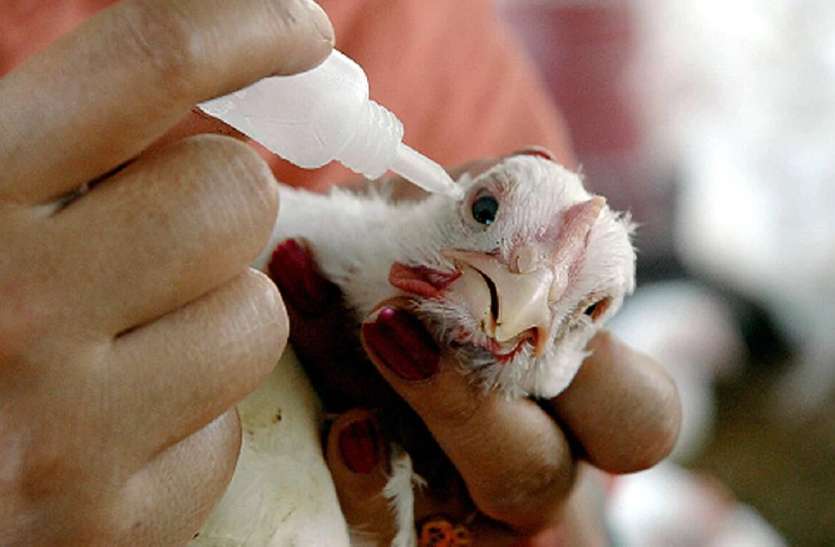 demo.jpg यूपी के इस शहर में Bird Flu की पुष्टि, प्रशासन ने क्षेत्र कराया सील