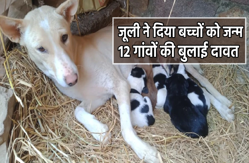 dog.png एक गांव जहां ऐसी दावत हुई जिसके बारे में आपने पहले कभी नहीं सुना होगा