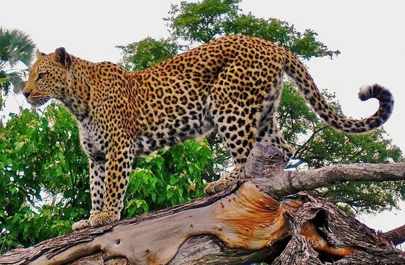 leopard_on_a_horizontal_tree_trunk.jpg तड़के चार बजे अचानक मची हलचल, दस फीट ऊंची दीवार फांदकर कर्मचारियों पर टूट पड़ा तेंदुआ