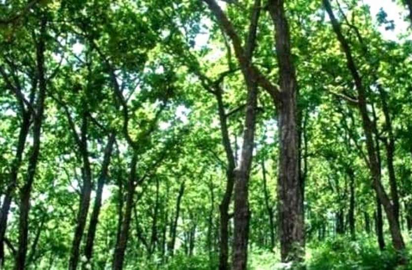 spraying saffron in the forest and Took the responsibility of safety जंगल में केसर का छिड़काव कर सुरक्षा का लिया जिम्मा