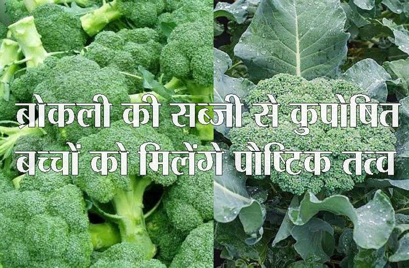 Sajwani farmer planted broccoli crop planted broccoli crop : सजवानी के किसान ने लगाई ब्रोकली की फसल