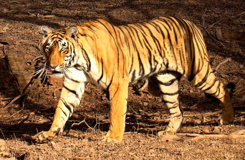 अलवर के लिए खुशखबर...बाला किला परिसर में पर्यटकों को दिखा बाघ एसटी-18 अलवर के लिए खुशखबर...बाला किला परिसर में पर्यटकों को दिखा बाघ एसटी-18