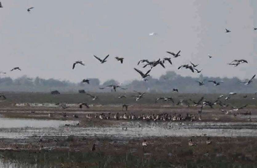 दिहायला झील से रूठे विदेशी मेहमान, इस बार कम आए प्रवासी पक्षी दिहायला झील से रूठे विदेशी मेहमान, इस बार कम आए प्रवासी पक्षी