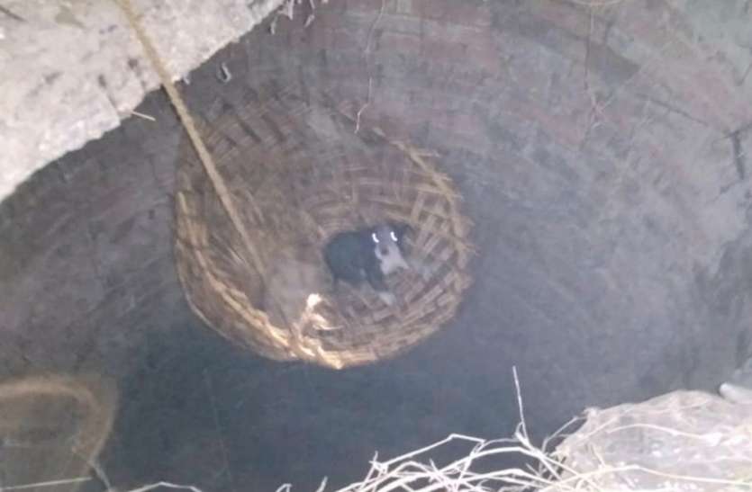 Dog news मेनका गांधी ने कुएं में गिरे कुत्ते के बच्चे को रेस्क्यू कर बाहर निकलवाया