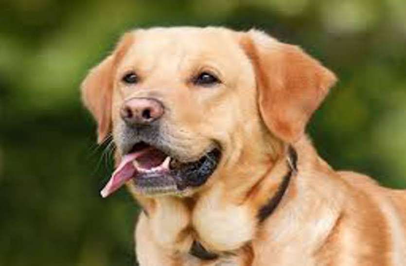 dog1.jpg कुत्ते ने सुलझाई 4 लाख के चोरी की गुत्थी, पेट्रोल पंप का मैनेजर निकला चोर, दो नाबालिगों संग रची थी साजिश