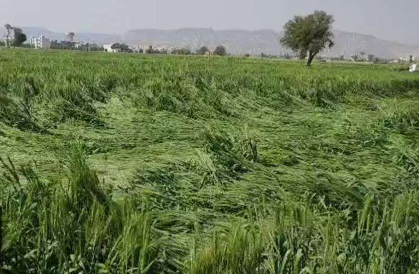 Farmers will soon get compensation for crop damage in rajasthan 8 जिलों के किसानों को जल्द मिलेगा फसल खराबे का मुआवजा, सीएम के निर्देश पर आदेश जारी