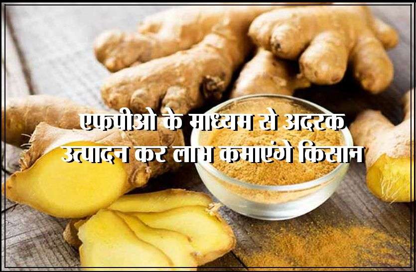 Indus Mega Food Process Unit Food Process Unit के माध्यम से अदरक उत्पादन कर लाभ कमाएंगे किसान