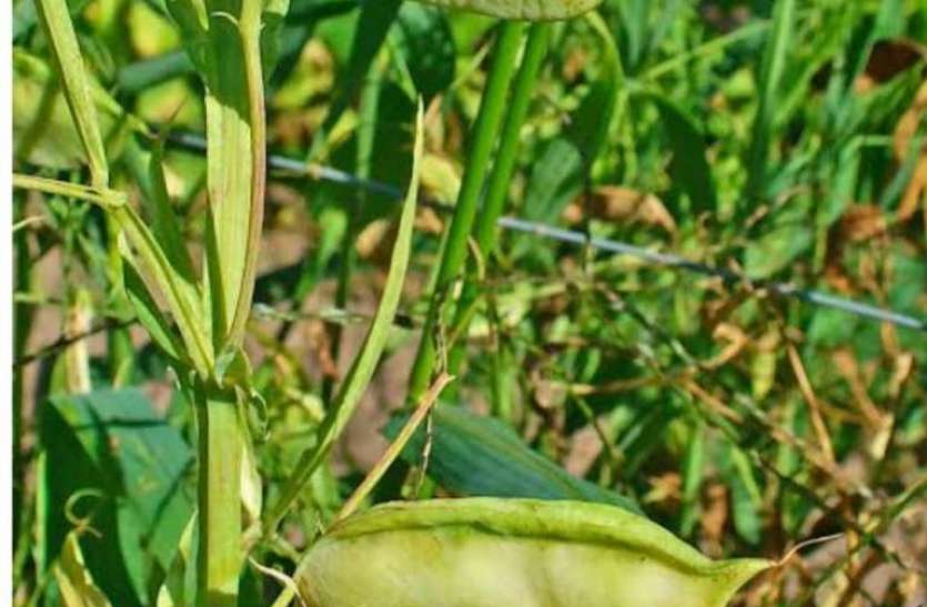 तेवड़ा खरपतवार नष्ट करने की सलाह तेवड़ा में मौजूद न्यूरोटॉक्सिन है खतरनाक