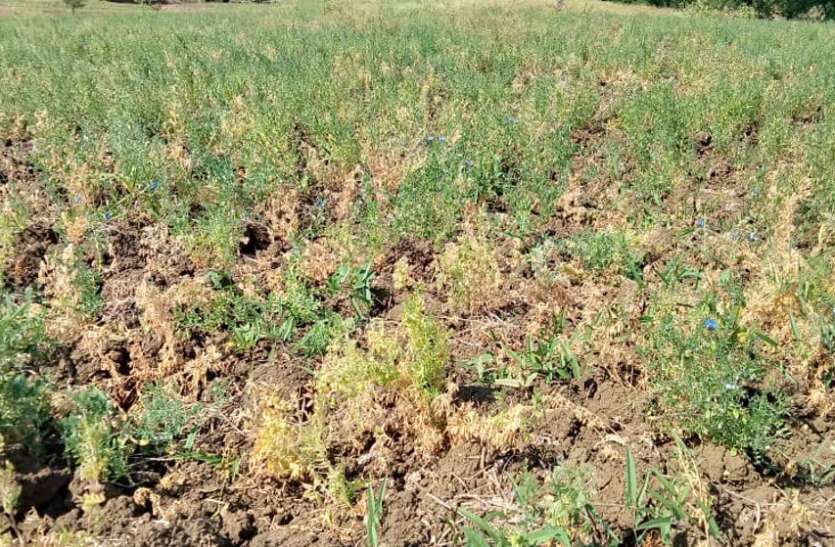 Farmers' crop wasted due to frost, demand for survey पाला से बर्बाद हुई किसानों की फसल, सर्वे की मांग
