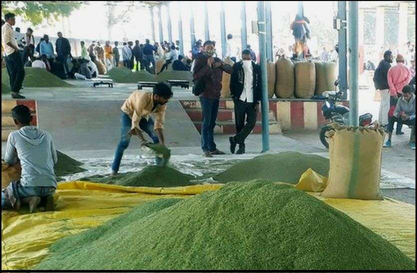 Reduced inflow of fennel in the market मंडी में सौंफ की आवक हुई कम, भाव में आया उछाल