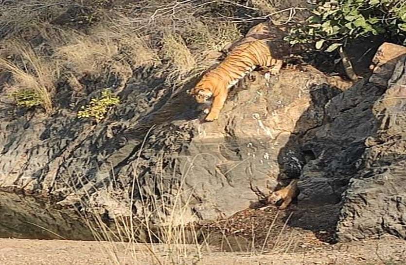 बाघिन टी-60 आई शावक के साथ नजर बाघिन टी-60 आई शावक के साथ नजर