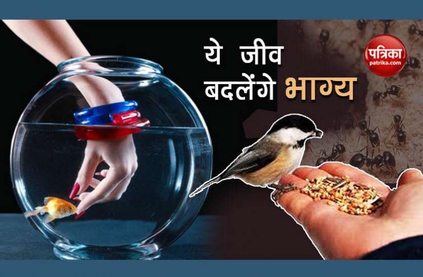 good luck इन जीवों को खाना खिलाने से बदल जाएगा भाग्य, कर्ज से मिलेगी मुक्ति, शत्रु का होगा नाश