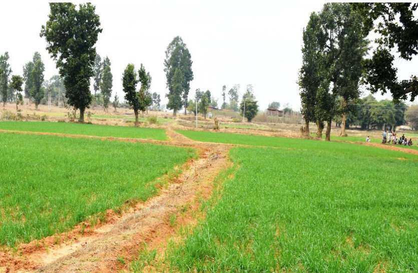 01_1.jpg मनरेगा ने 34 एकड़ रकबे को एक फसली से दो फसलों की खेती में बदला