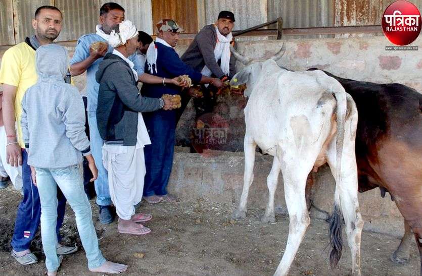 बेटे का मृत्यु भोज ना करके गायों को जिमाई लापसी बेटे का मृत्यु भोज ना करके गायों को जिमाई लापसी