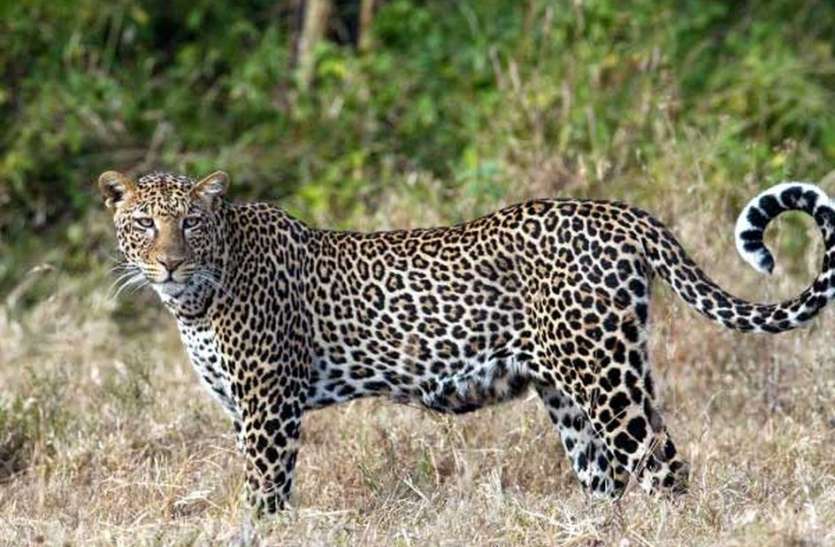 The leopard suddenly came in front of the employees who were improving the telephone line, SDO and others saved their lives by hiding in the car.