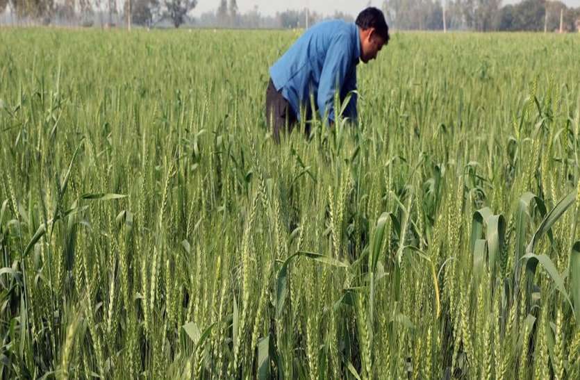 फसलों में बीमारियों का करे इलाज दिन का तापमान 30 डिग्री पहुंचा, फसल को झुलसने से बचाने के लिए हल्की सिंचाई की सलाह