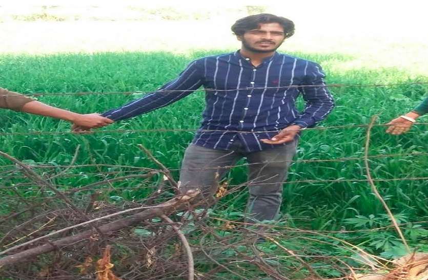 गेहूं की फसल के बीच में उगा रखा था गांजा, आरोपी गिरफ्तार गेहूं की फसल के बीच में उगा रखा था गांजा, आरोपी गिरफ्तार