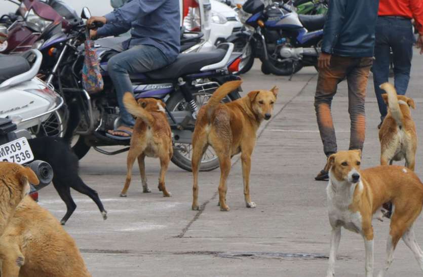 सात साल में श्वानों की नसबंदी पर 21 करोड़ खर्च, फिर भी बढ़ रही संख्या सात साल में श्वानों की नसबंदी पर 21 करोड़ खर्च, फिर भी बढ़ रही संख्या