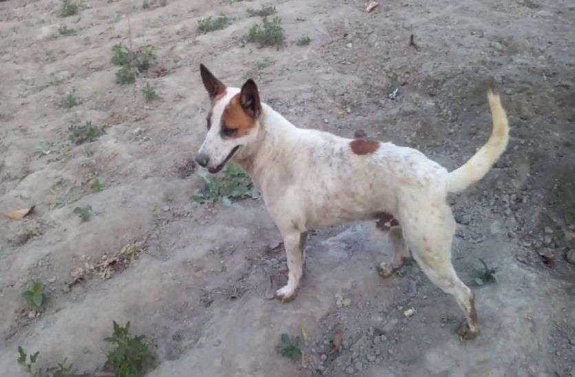 Dog Byte 36 People In Alwar District Of Rajasthan राजस्थान में यहां पागल कुत्ते ने 36 लोगों को काटकर कर दिया घायल, अस्पताल में पहुंचे तीन दर्जन मरीज, मची अफरा-तफरी
