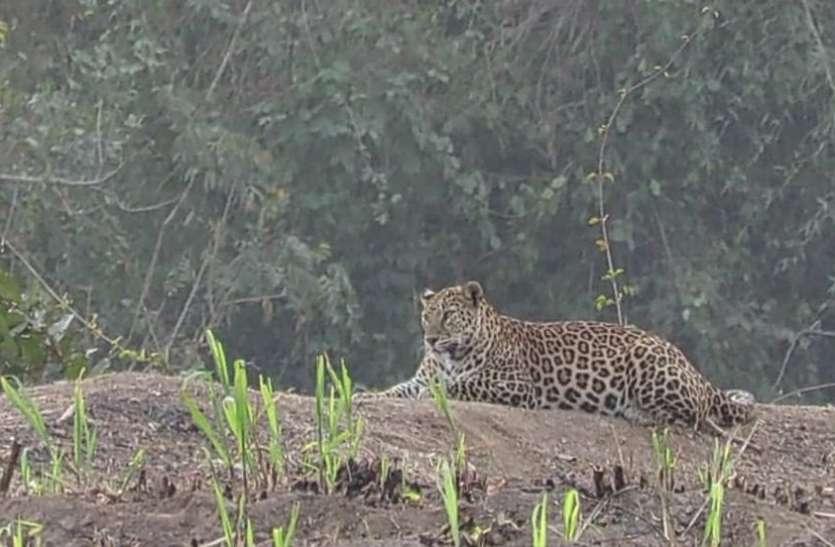 leopard leopard video गांव में घूम रहे हैं चार तेंदुए