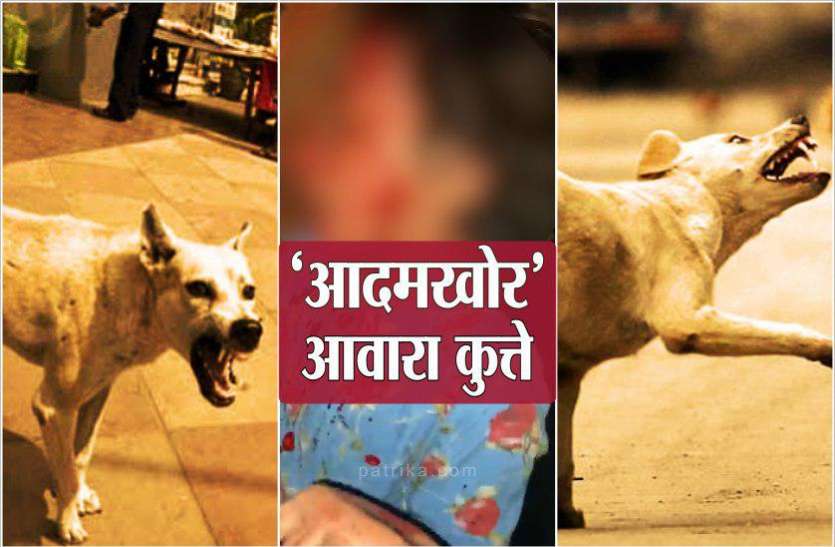 dog.jpg डेढ़ साल की बच्ची पर टूट पड़े आधा दर्जन आवारा कुत्ते, डॉक्टर भी नहीं बचा पाए